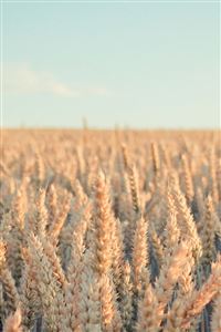 Pure Nature Wheat Plant Field wallpaper