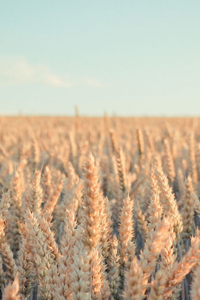 640x960 Pure Nature Wheat Plant Field - pure iPhone 4s Wallpaper