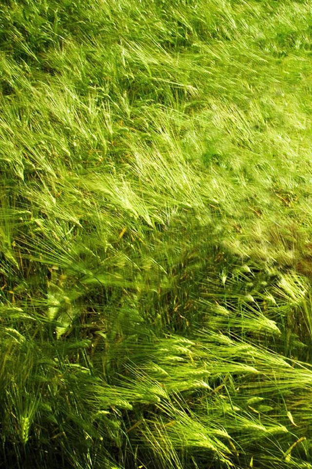 640x960 Nature Pure Green Leafy Land - grass iPhone 4s Wallpaper