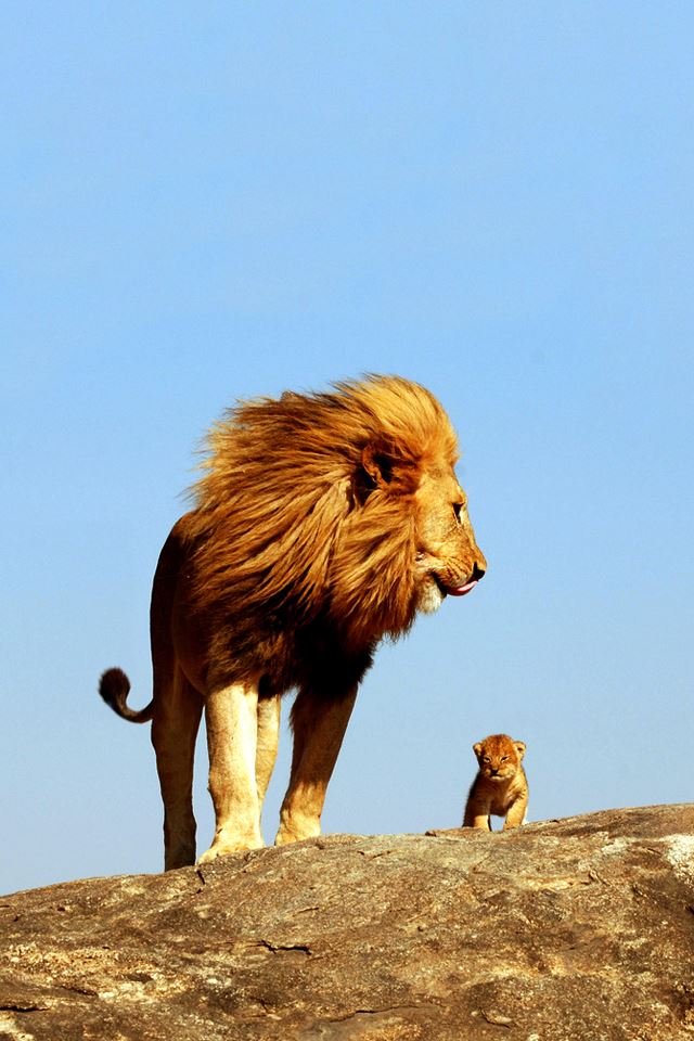 Lion King iPhone 4s wallpaper 