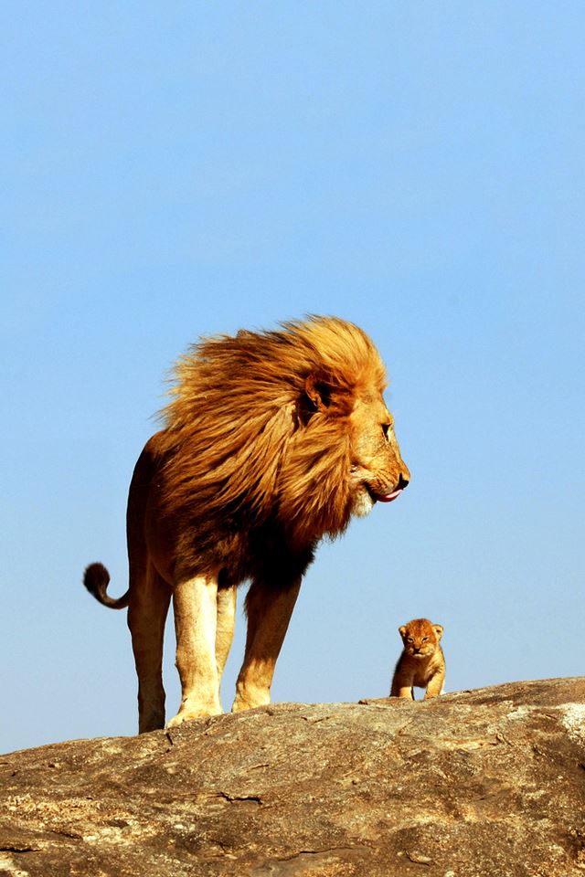 640x960 Lion King -  iPhone 4s Wallpaper