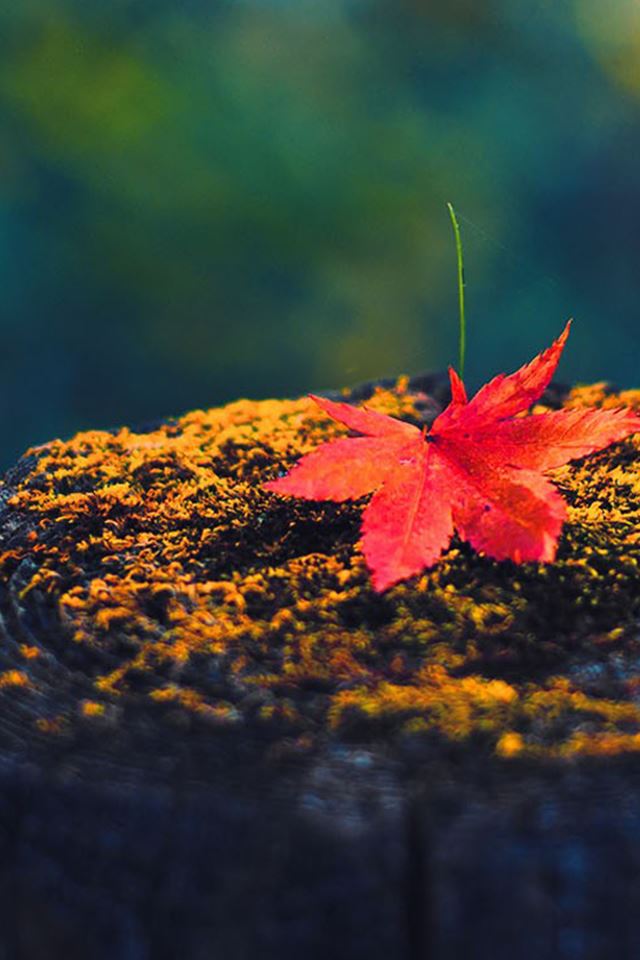 640x960 Autumn Red Maple Leaf On Wood - close up iPhone 4s Wallpaper