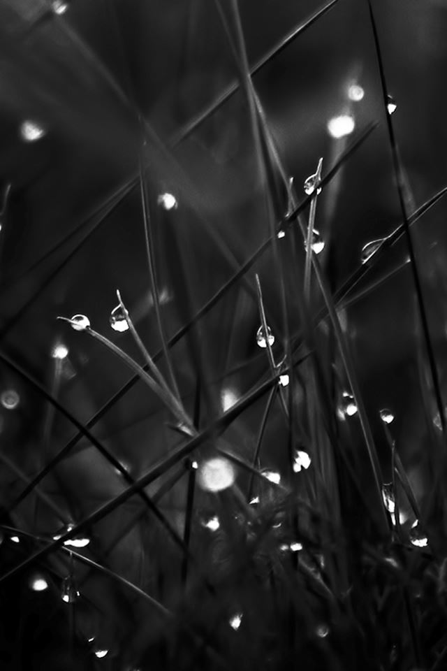 640x960 Dark Dew Morning Leafy Grass Landscape - brown iPhone 4s Wallpaper