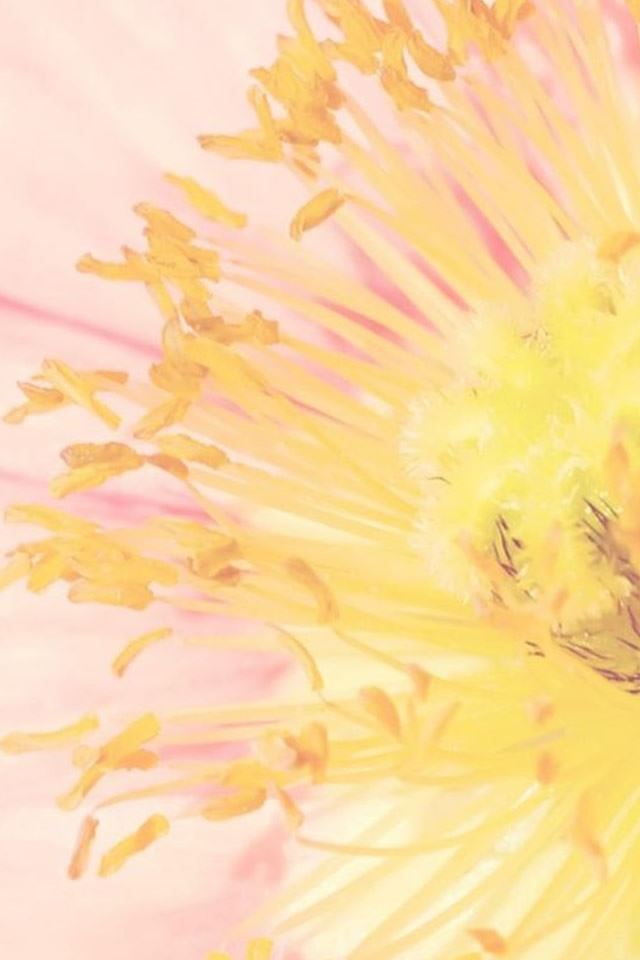 640x960 Pure Beautiful Pink Flower Heart Macro - macro iPhone 4s Wallpaper