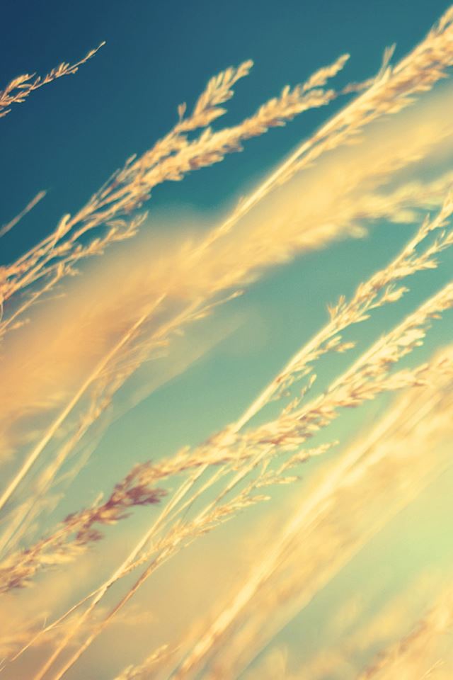 640x960 Pure Beautiful Romantic Wheat Plant Field - bright iPhone 4s Wallpaper
