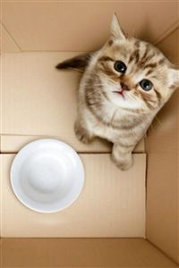 Dimensional Poor Hungry Kitten Box wallpaper