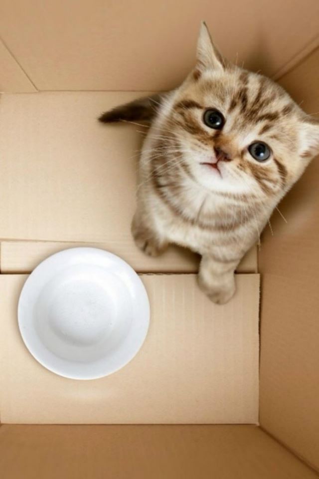 640x960 Dimensional Poor Hungry Kitten Box - kitten iPhone 4s Wallpaper