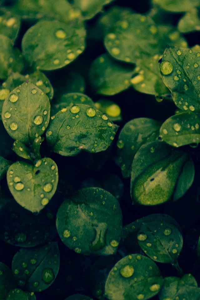 640x960 Nature Dew Green Leaf Plant Branch - plant iPhone 4s Wallpaper