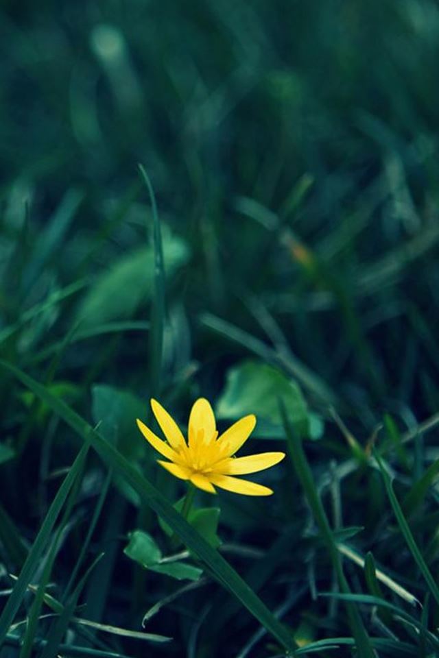 640x960 Nature Little Yellow Flower Green Grassland Blur - grassland iPhone 4s Wallpaper