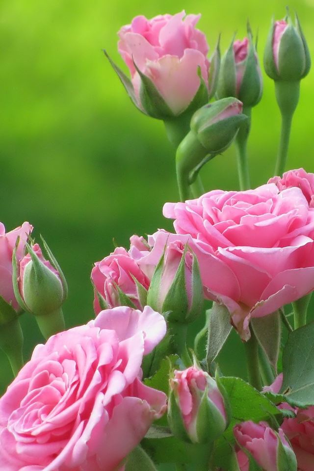 Pink Roses iPhone 4s Wallpapers Free Download
