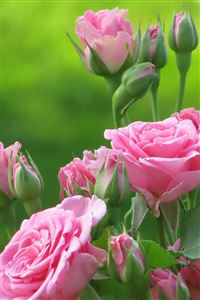 Pink Roses wallpaper