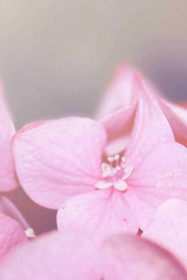 Pure Pink Flower Macro Blur iPhone 4s wallpaper 