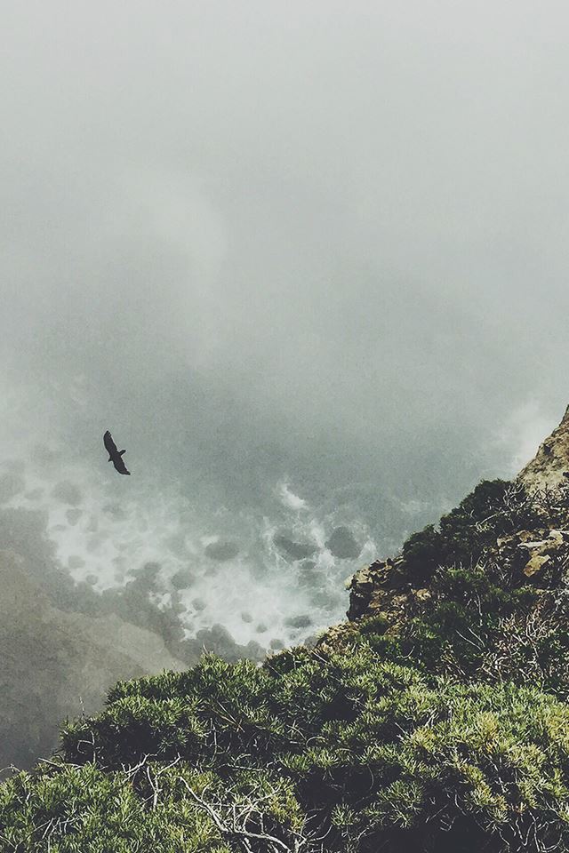 640x960 Mountain Bird Cliff Animal Fog Cloud - bird iPhone 4s Wallpaper