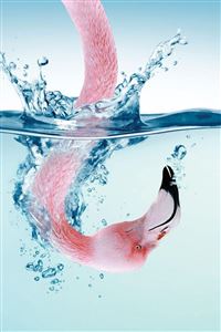 Flamingo Splash wallpaper