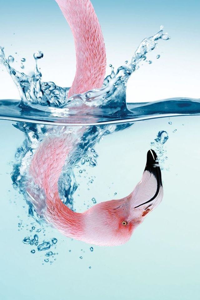 640x960 Flamingo Splash -  iPhone 4s Wallpaper