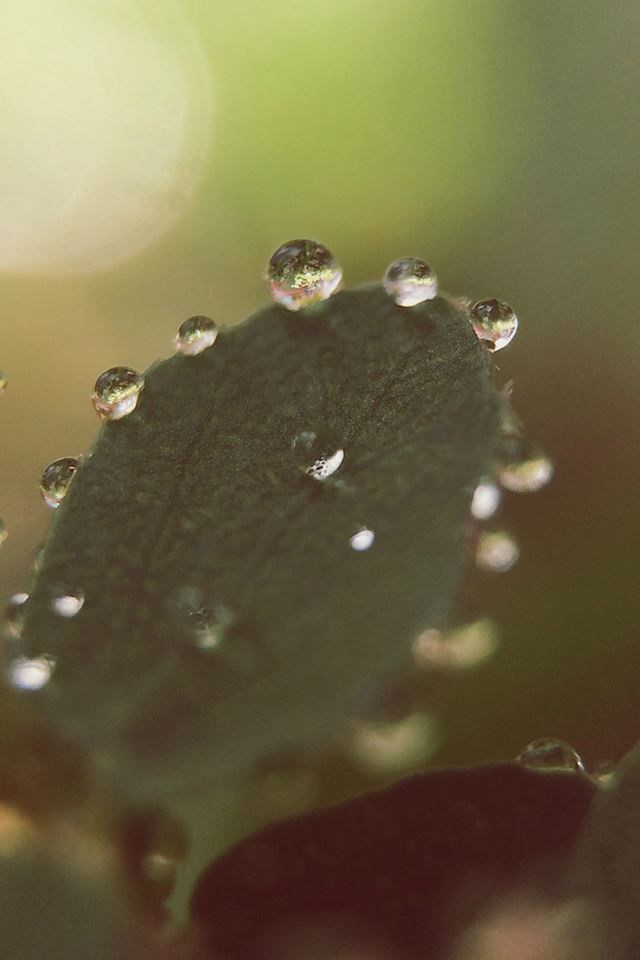 640x960 Nature Morning Dew Leaf Flower Rain - bokeh iPhone 4s Wallpaper
