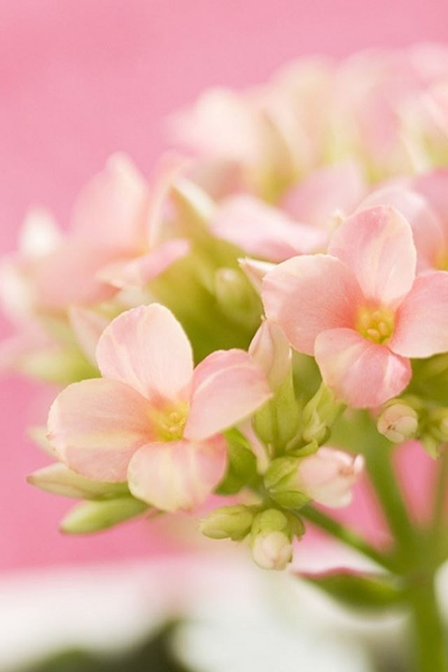 640x960 Nature Beautiful Pink Flower Bouquet Bokeh - brown iPhone 4s Wallpaper