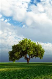 Beautiful Tree wallpaper