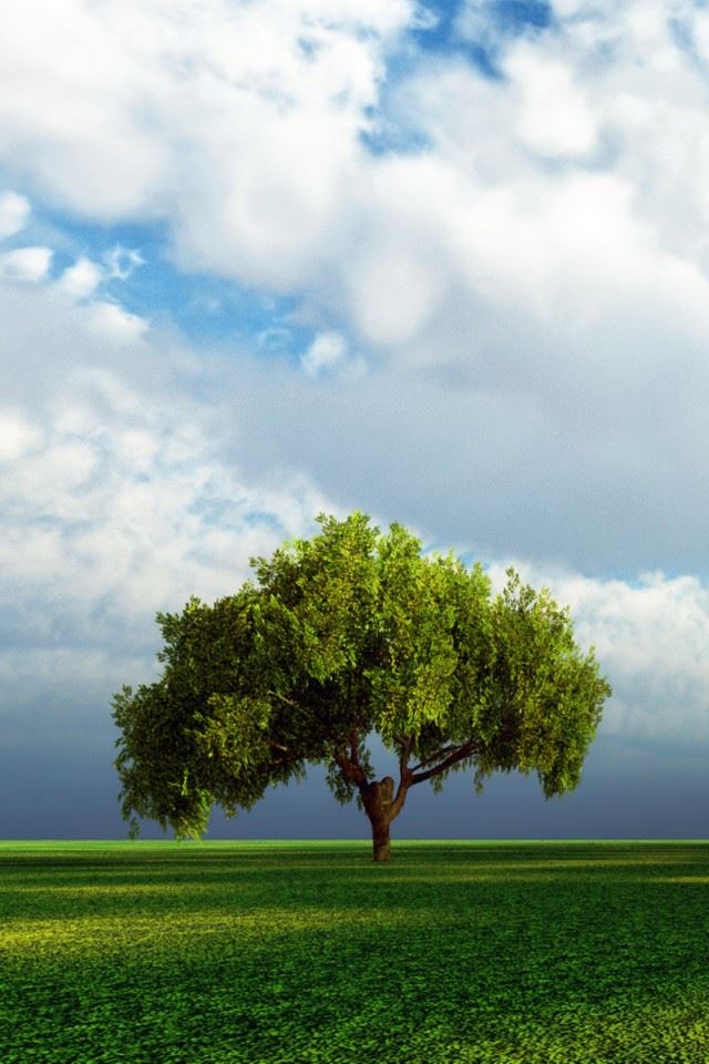 640x960 Beautiful Tree -  iPhone 4s Wallpaper