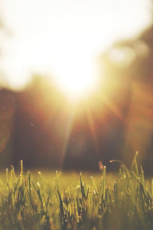 640x960 Front Yard Sunshine Nature - flare iPhone 4s Wallpaper