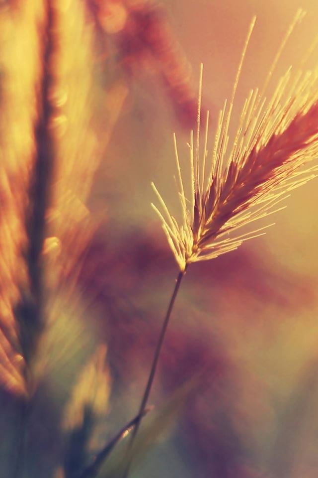 640x960 Farm Wheat Corp Macro Blur - macro iPhone 4s Wallpaper