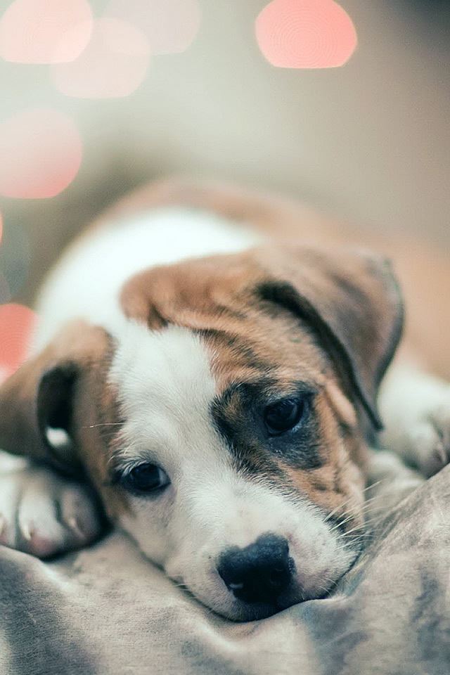640x960 Sad Puppy Dog - pet iPhone 4s Wallpaper