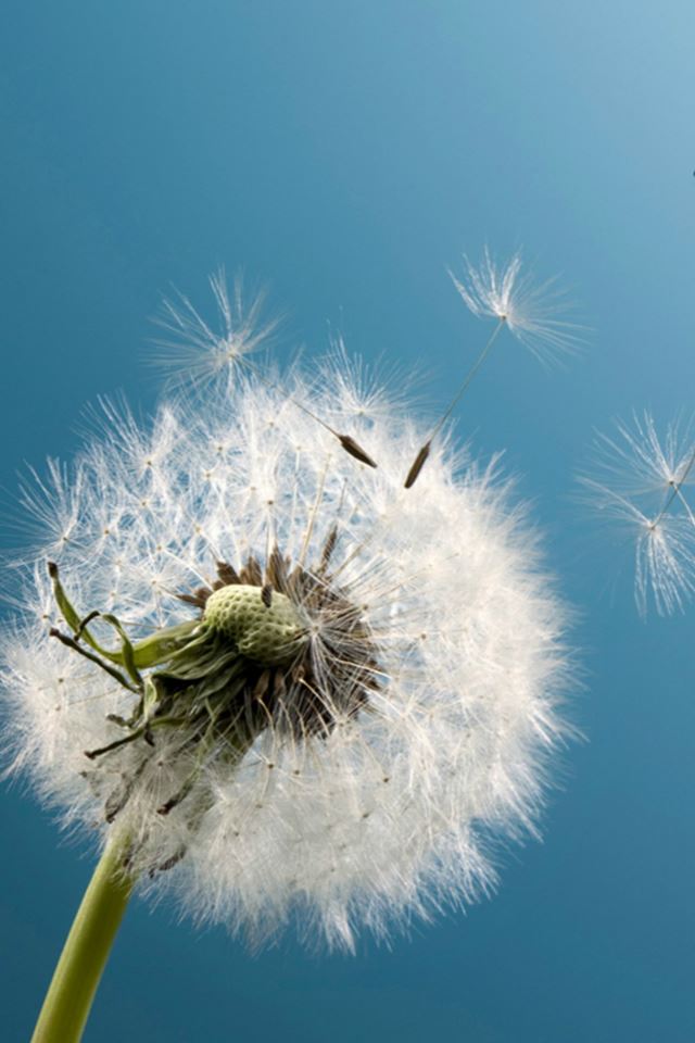640x960 Nature Wish Blowing Pure Dandelion Flower - macro iPhone 4s Wallpaper