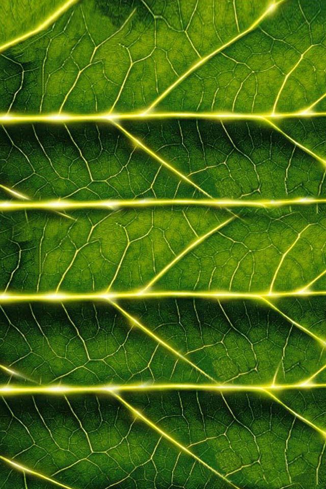 640x960 Leaf Texture - leaf iPhone 4s Wallpaper