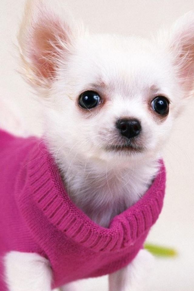 640x960 Cute Pretty Dog In Red Sweater - pet iPhone 4s Wallpaper