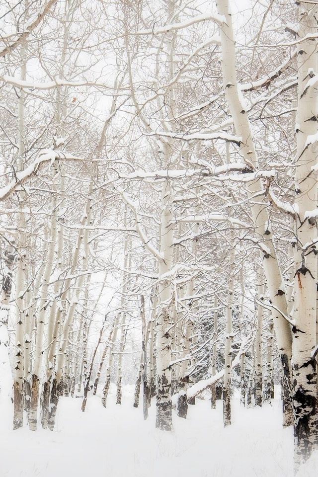 640x960 Birch Trees Winter Landscape - black iPhone 4s Wallpaper