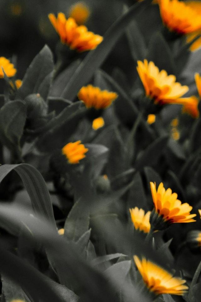 640x960 Orange Flowers Black White Photo - black iPhone 4s Wallpaper