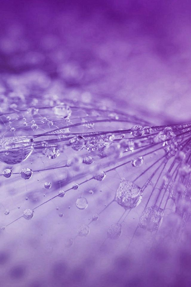 640x960 Nature Rrain Drop Flower Purple Pattern - black iPhone 4s Wallpaper