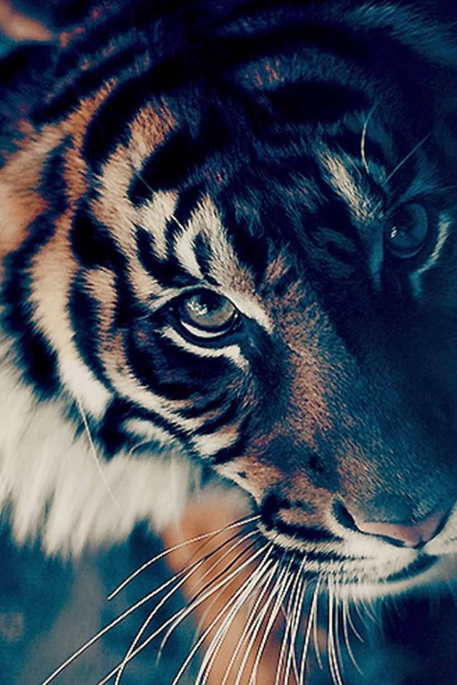 Bengal Tiger Face Closeup iPhone 4s wallpaper 
