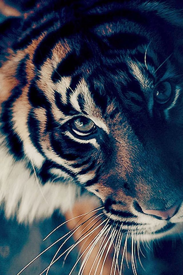 640x960 Bengal Tiger Face Closeup - flare iPhone 4s Wallpaper