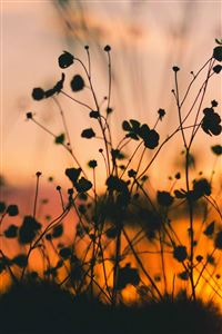 Night Nature Flower Sunset Dark Shadow wallpaper