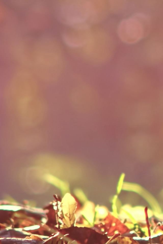 640x960 Morning Sunlight Leafy Land - grass iPhone 4s Wallpaper