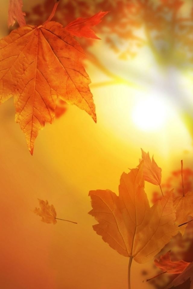 640x960 Golden Brilliant Sunshine Maple Leaf - natural iPhone 4s Wallpaper