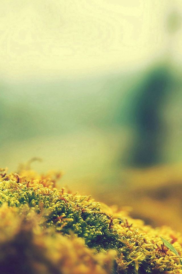 640x960 Lovely Moss Flower Nature - lovely iPhone 4s Wallpaper