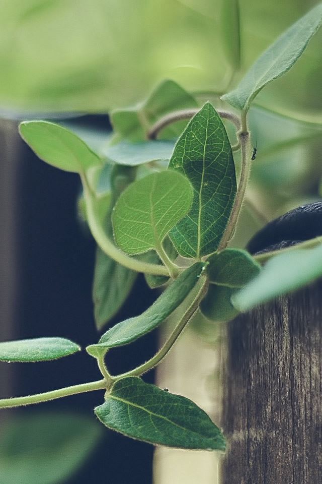 640x960 Nature Plant Rattan Climbing Fence - plant iPhone 4s Wallpaper