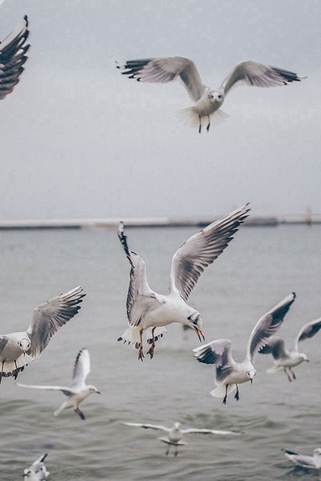 640x960 Seagull Sea Beach Port Nature Animal - bird iPhone 4s Wallpaper