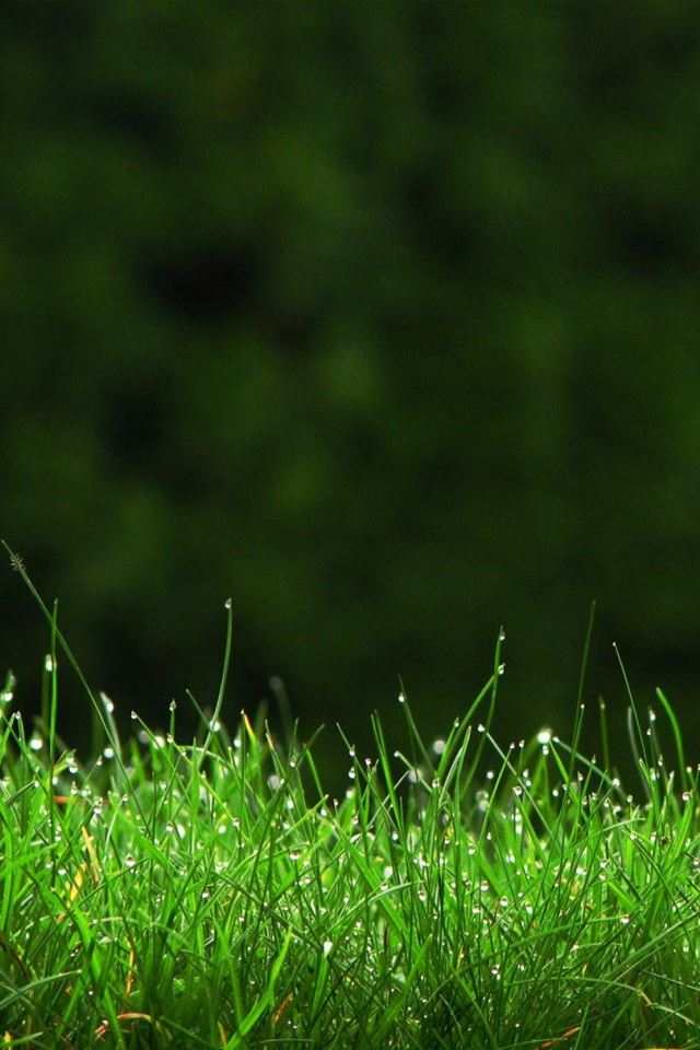 640x960 Grassy Dew - grass iPhone 4s Wallpaper