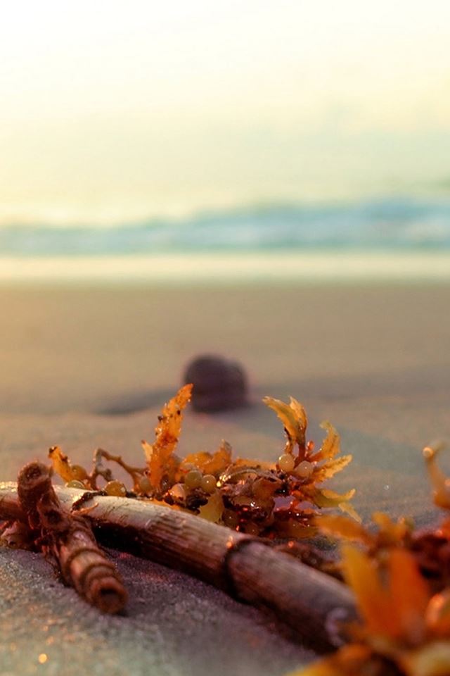 640x960 Nature Beach Reef Coral Macro - seaside iPhone 4s Wallpaper