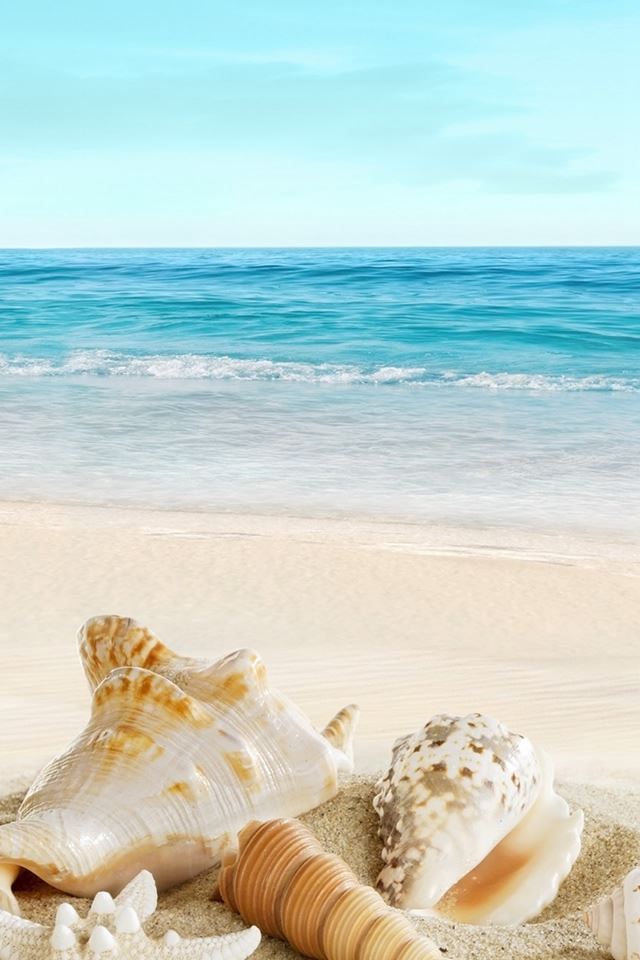Nature Sunny Sea Shell Beach iPhone 4s Wallpapers Free Download