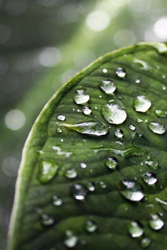 Dew Drops iPhone 4s Wallpapers Free Download