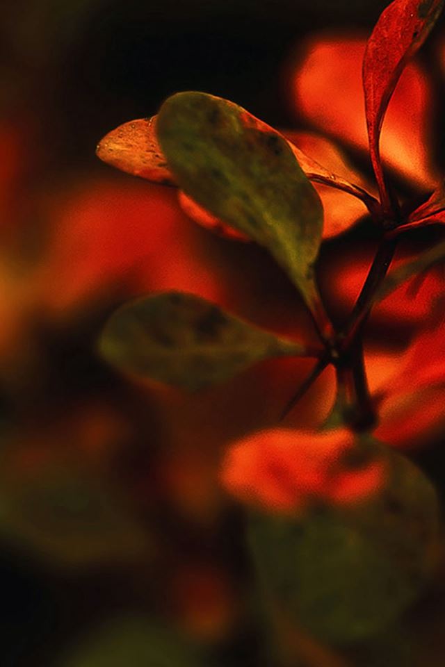 Nature Branch Leaves Red Sunset Blur iPhone 4s wallpaper 