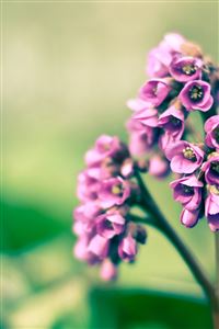 Purple Flowers wallpaper