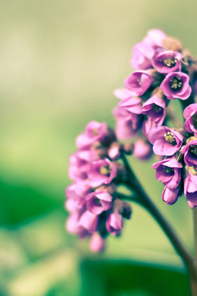 640x960 Purple Flowers - spring iPhone 4s Wallpaper