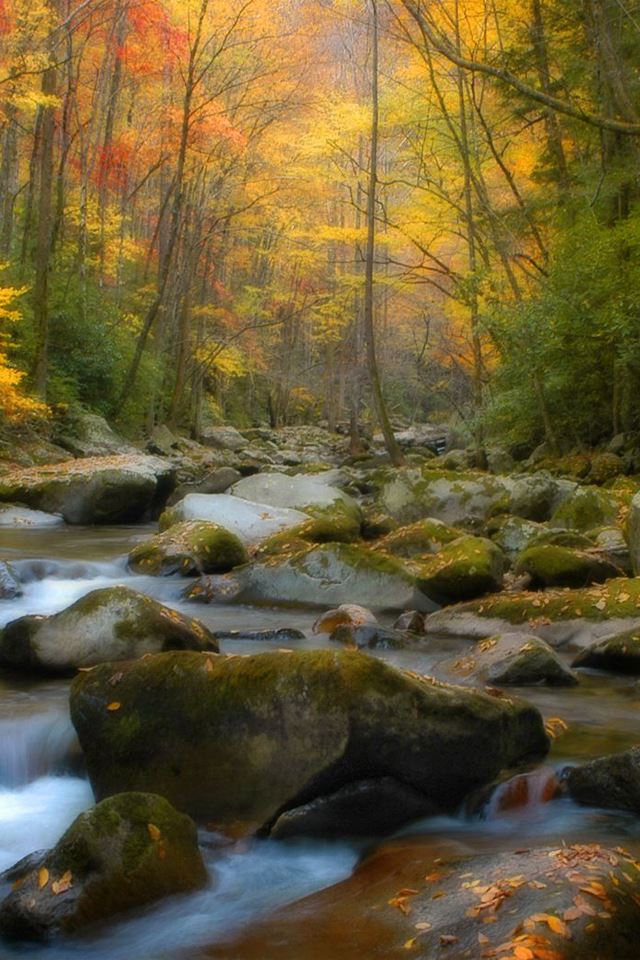 640x960 Forest Spring - forest iPhone 4s Wallpaper