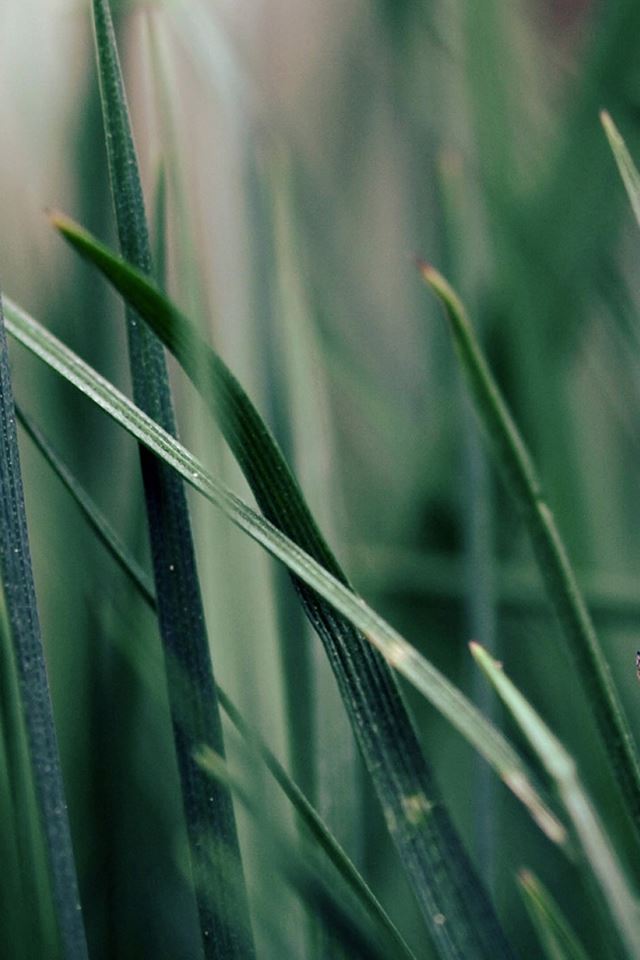 640x960 Nautre Plant Leafy Green Background - brown iPhone 4s Wallpaper