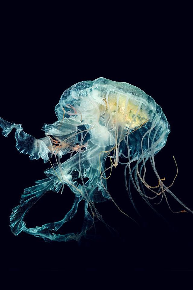 640x960 Apple Watch Jellyfish Art Pattern Wall - black iPhone 4s Wallpaper